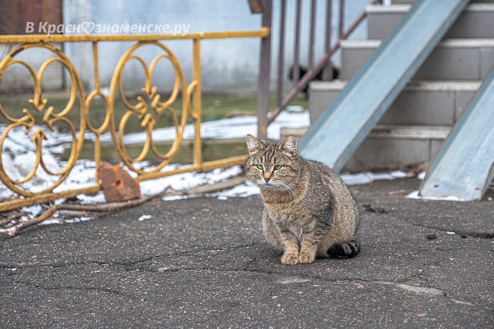Фото 37031 — Краснознаменск