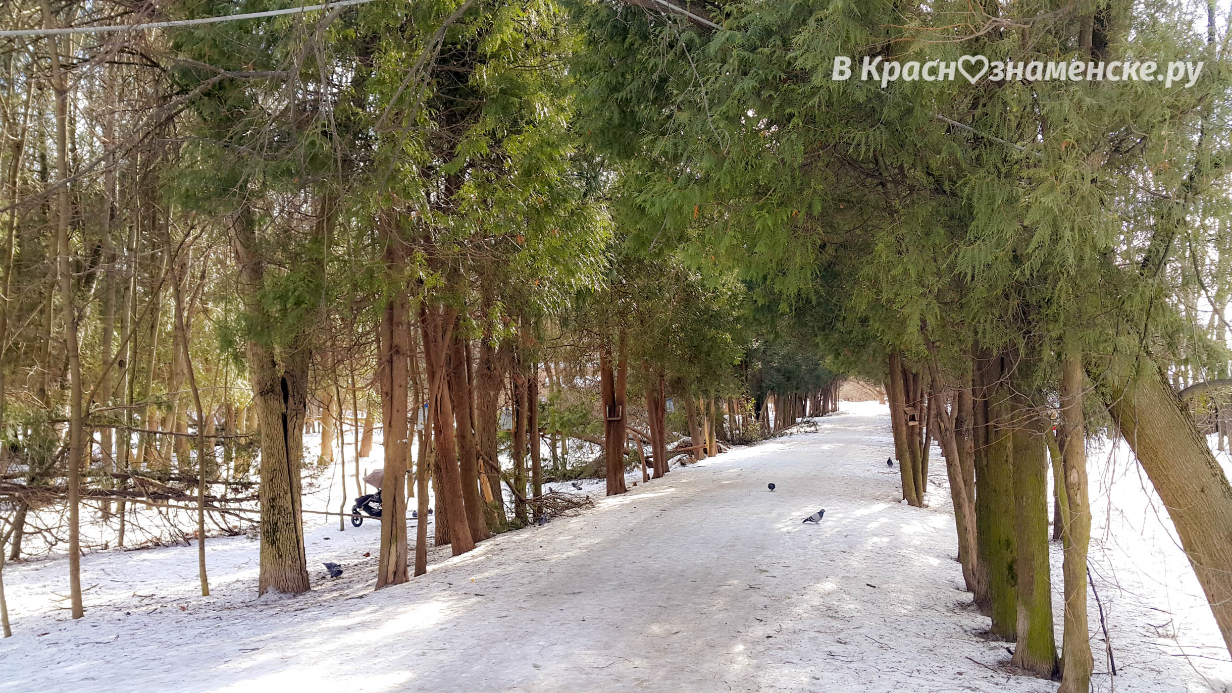 Легендарная аллея в КГБхе потеряла несколько деревьев ????