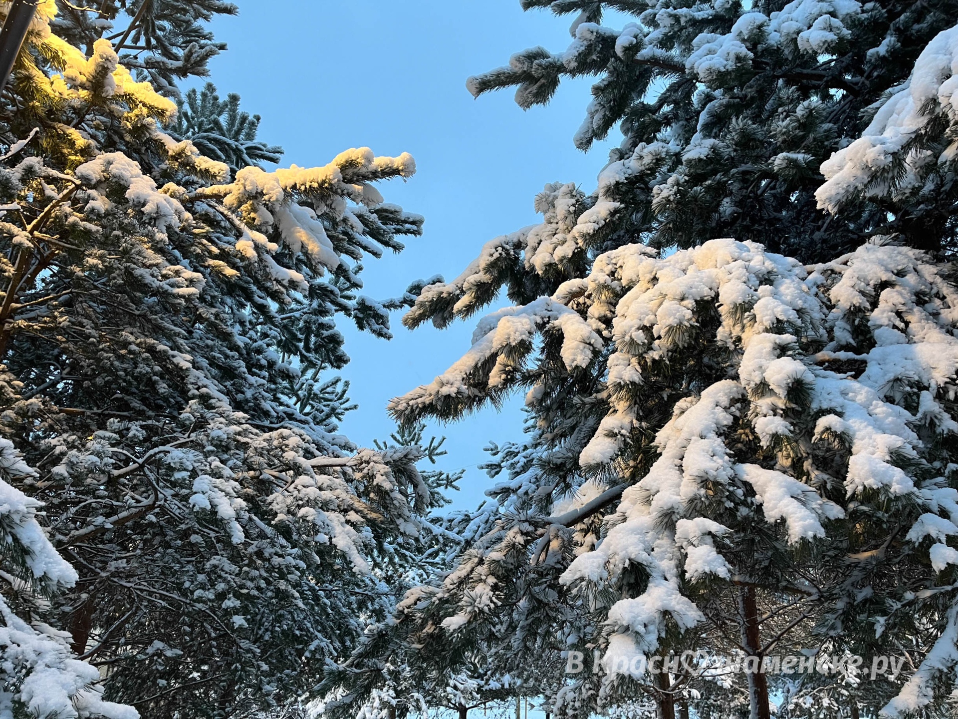 Утренняя прогулка по снежному городу ❄️  © в Краснознаменске