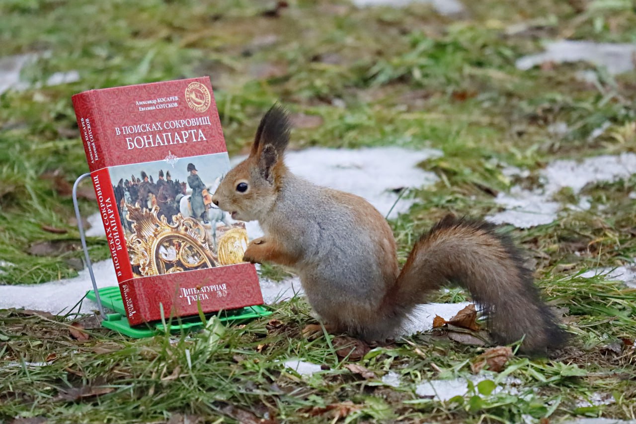 В наших парках живут самые любознательные белочки)  ???? Маслов