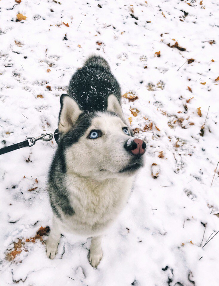 «Зима на носу»????????❄ Одевайтесь теплее ???? #Краснознаменск#замета