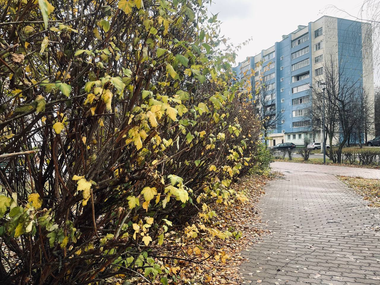 Прогулка по городу — Краснознаменск