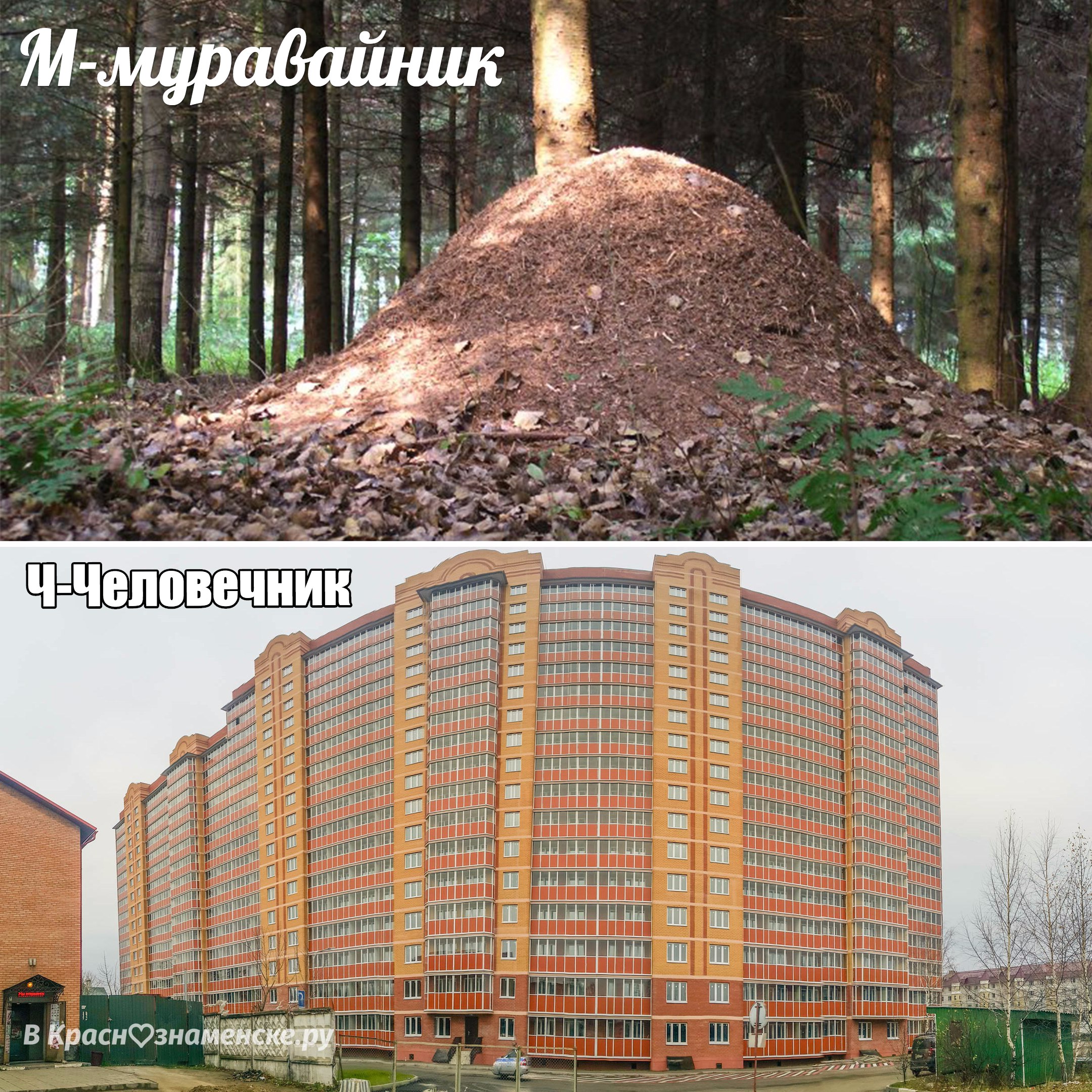 М-муравайник. Ч-Человечник