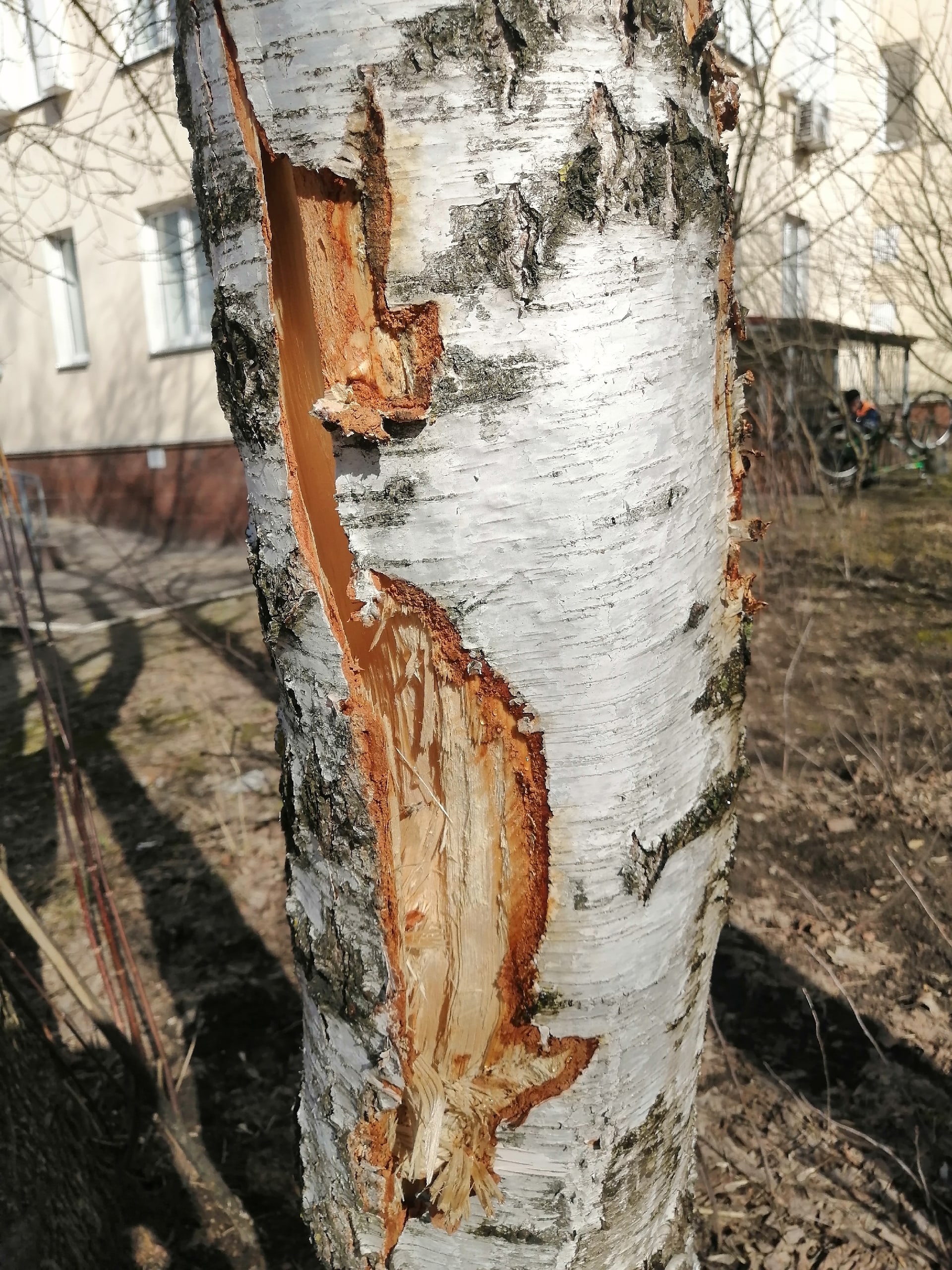 Победы 5, ковшом повреждена берёза, ещё можно спасти. Админи