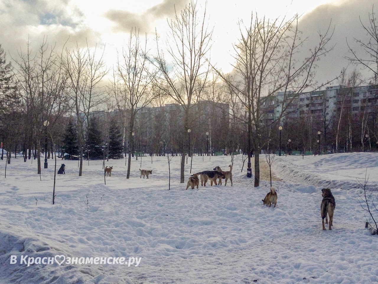 Осторожнее, по городу бегает 2 стаи бродячих собак, которые