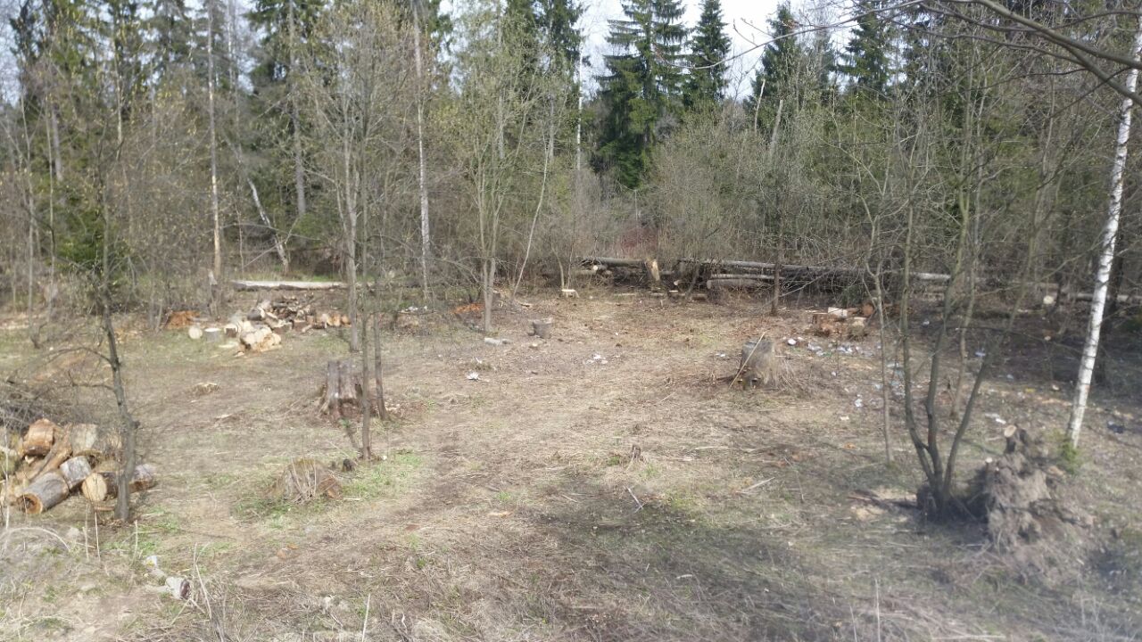 Тем временем в парке