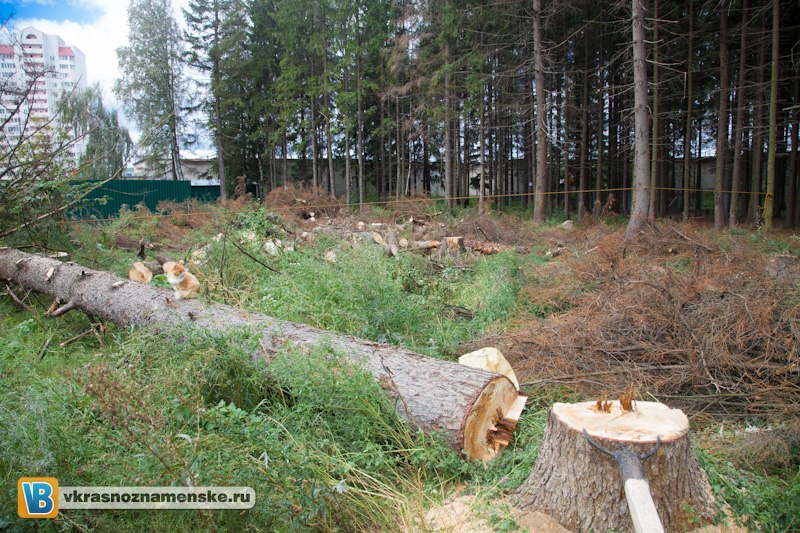 Срубил дерево на автомобиль 
Или последствие, нашествия жука короеда 2
Сижу пью чай себе, вдруг слышу громкий хруст, смотрю в окно и наблюдаю целую картину.
Строители обвалили дерево на припаркованный автомобиль, после этого они в том же духе дел