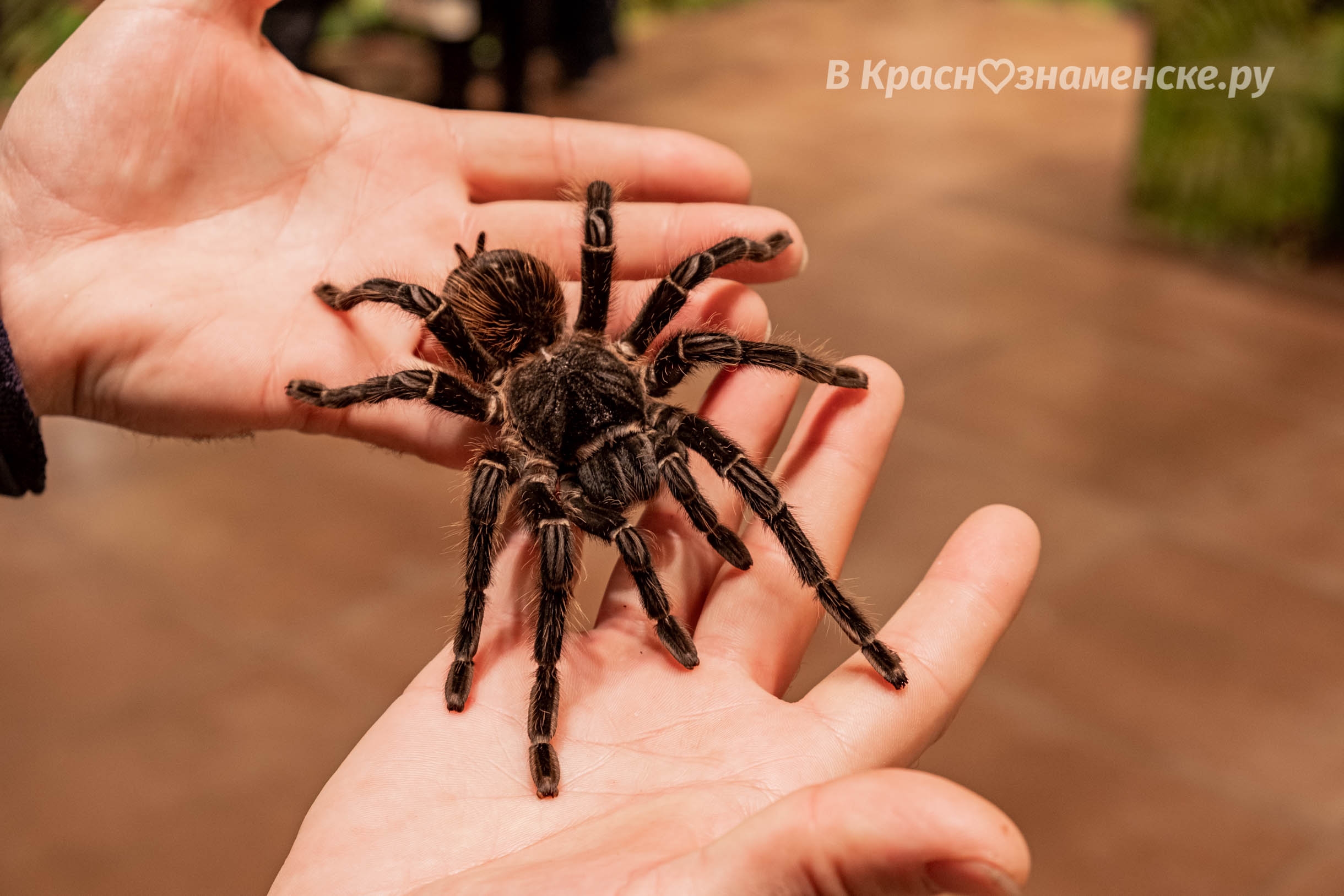 Быстрое меню — Краснознаменск
