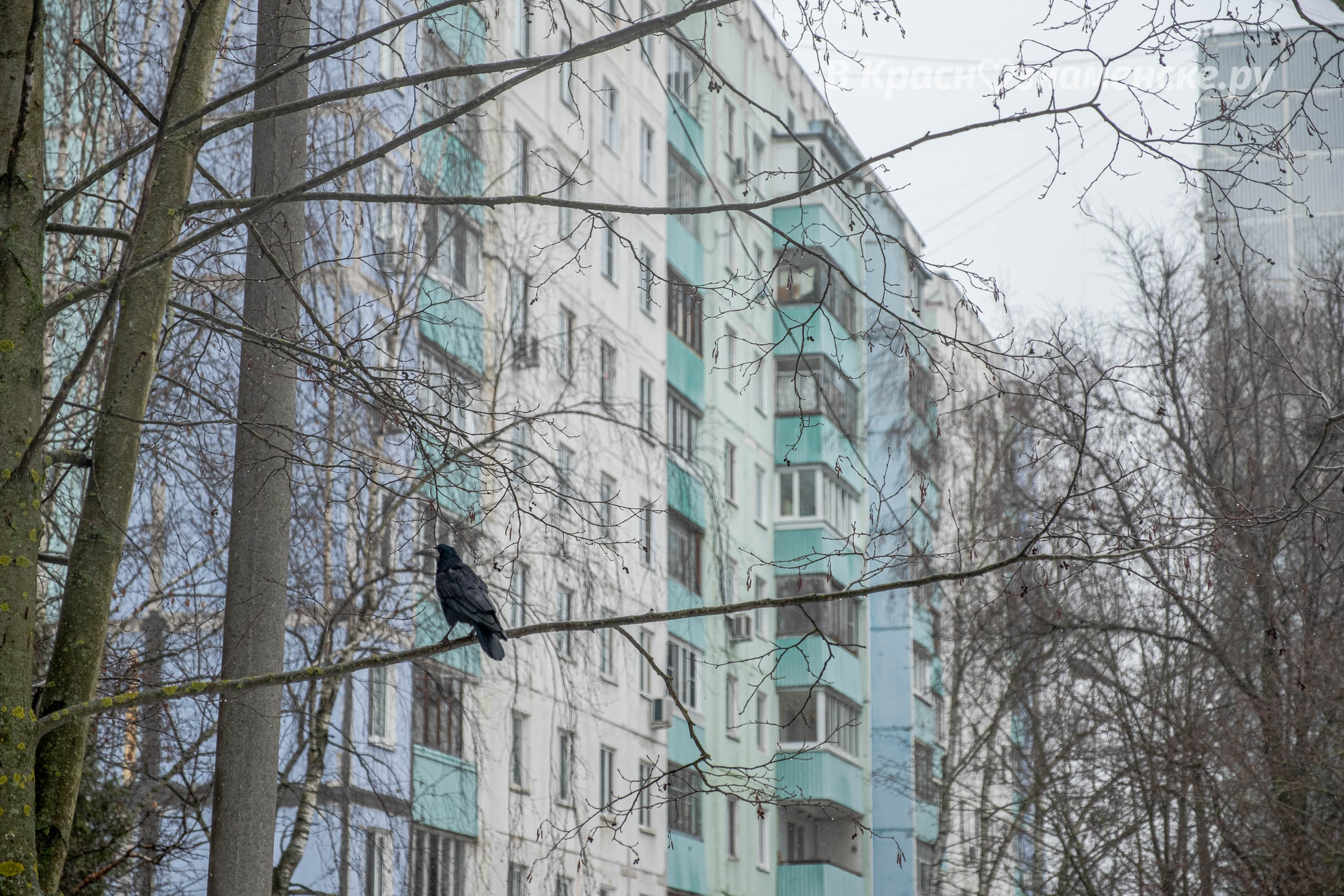 Прогулка по городу — Краснознаменск