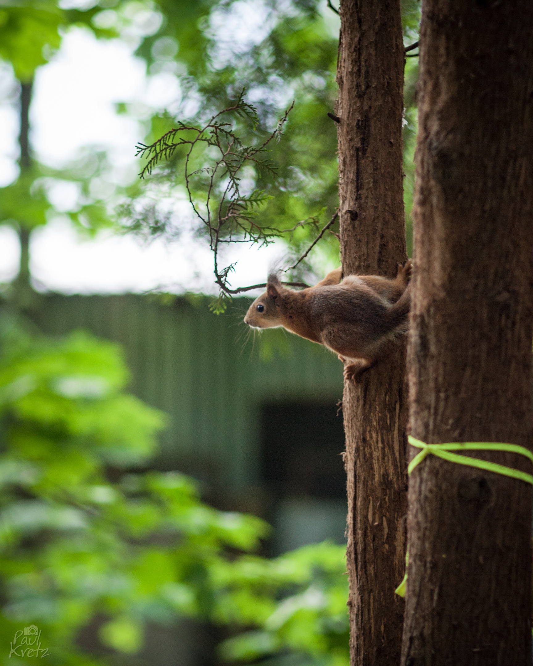 Фото 33362 — Краснознаменск