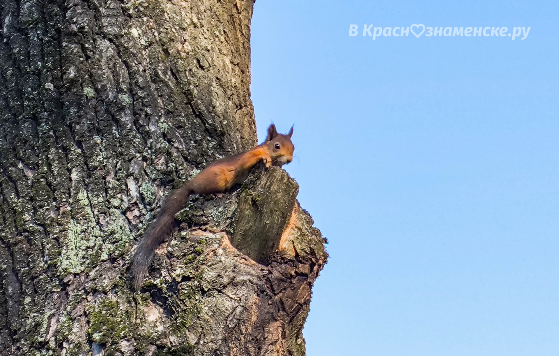 В Краснознаменске белочек можно встретить не только в парках