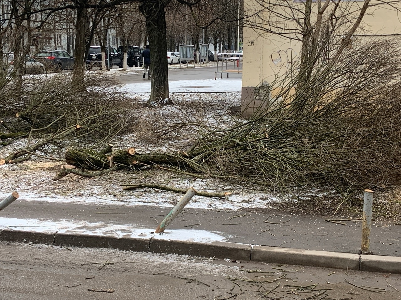 В нашем городе снова вырубили деревья ???? , около здания админ