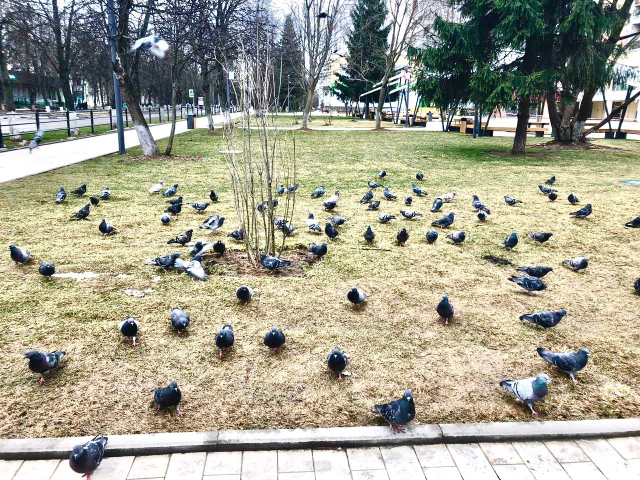 Голуби вернулись домой)