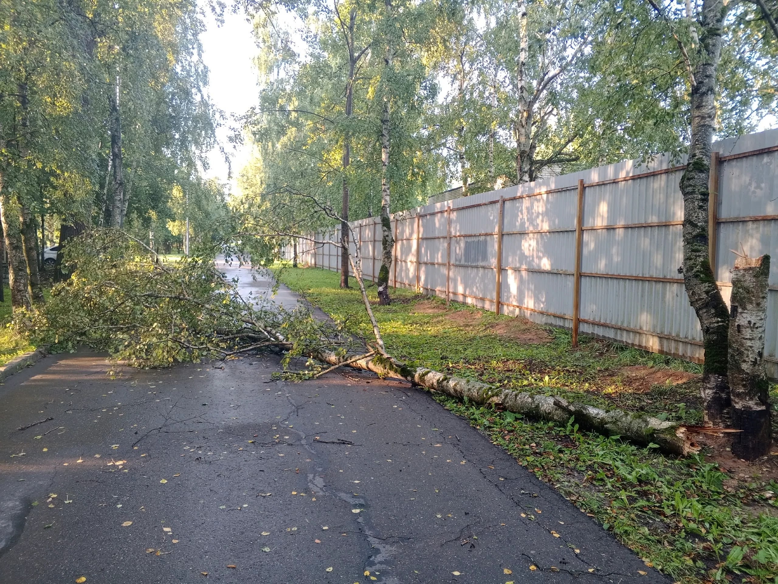 Берёзовая аллея на стопе — Краснознаменск
