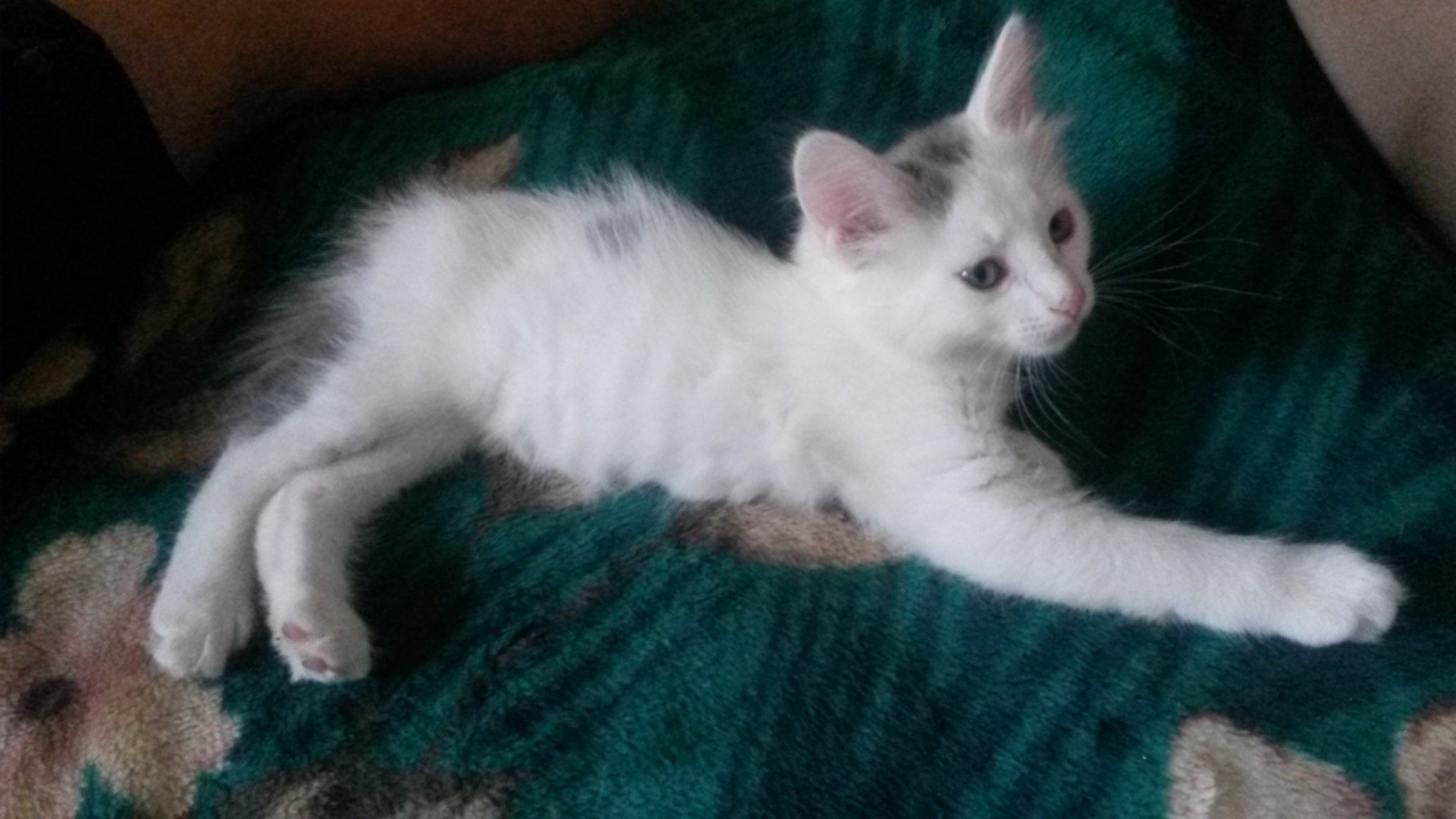 Фото 10724 — Краснознаменск
