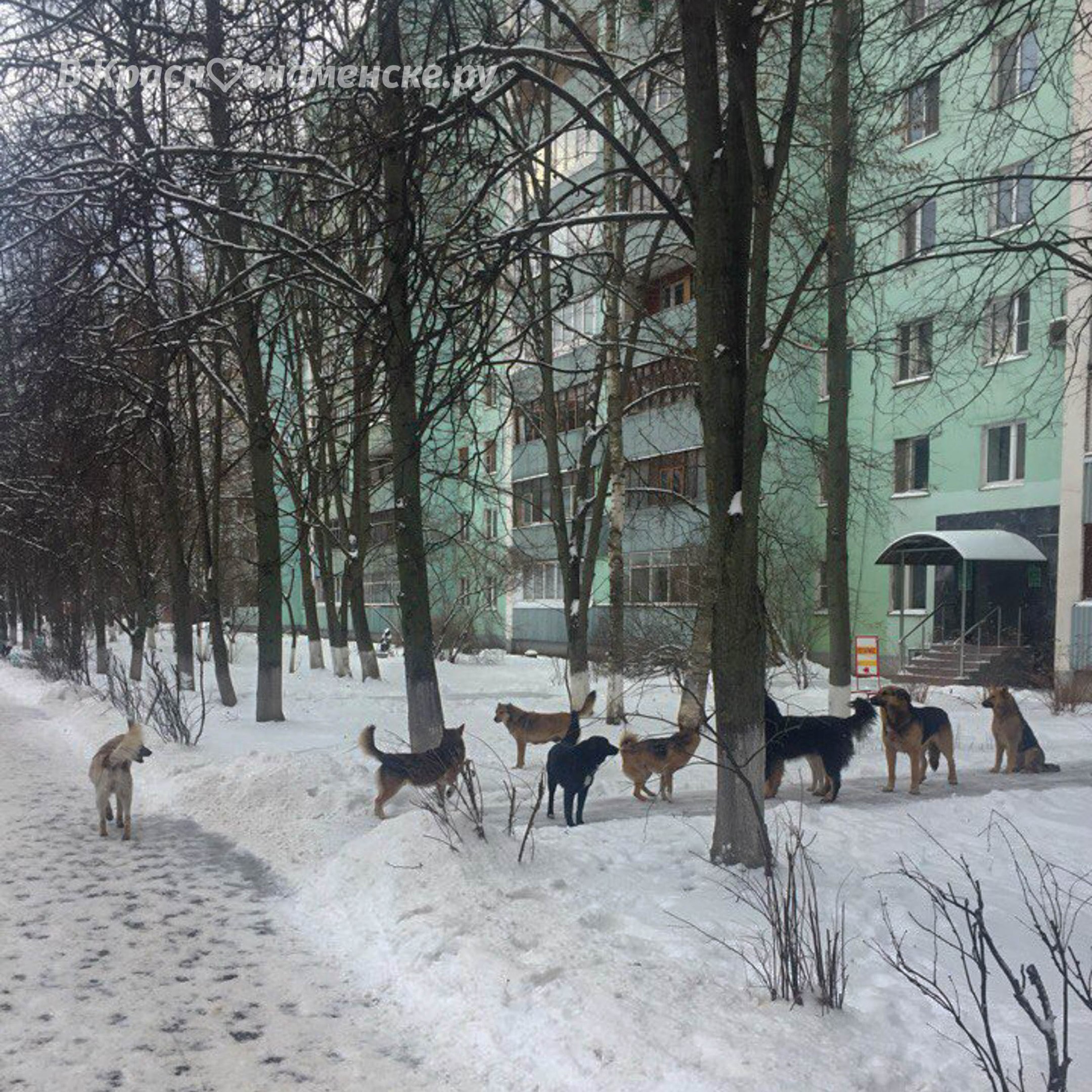 Выброшенные пудели да пекинесы, занимают очередь к нотариусу