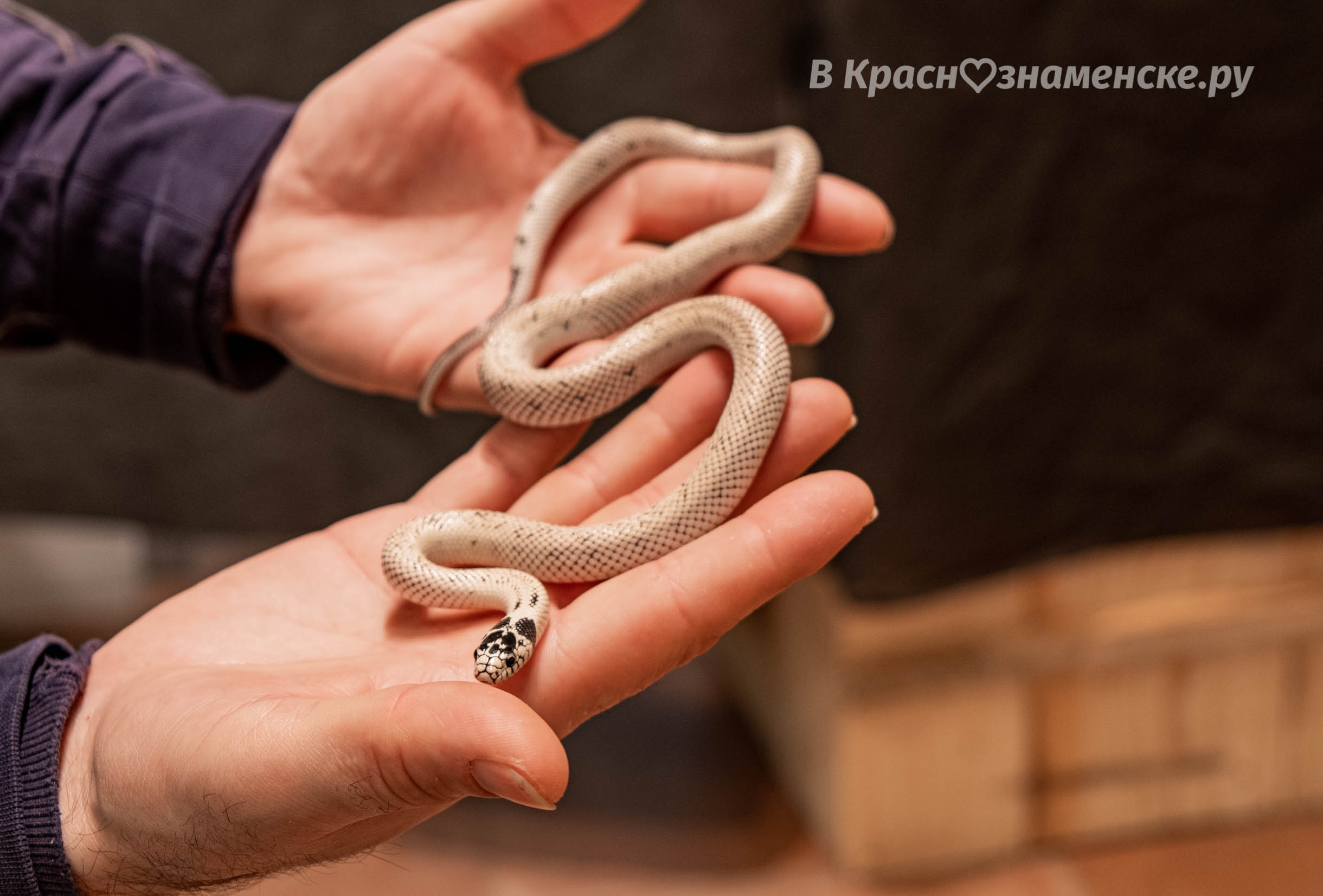 Быстрое меню — Краснознаменск