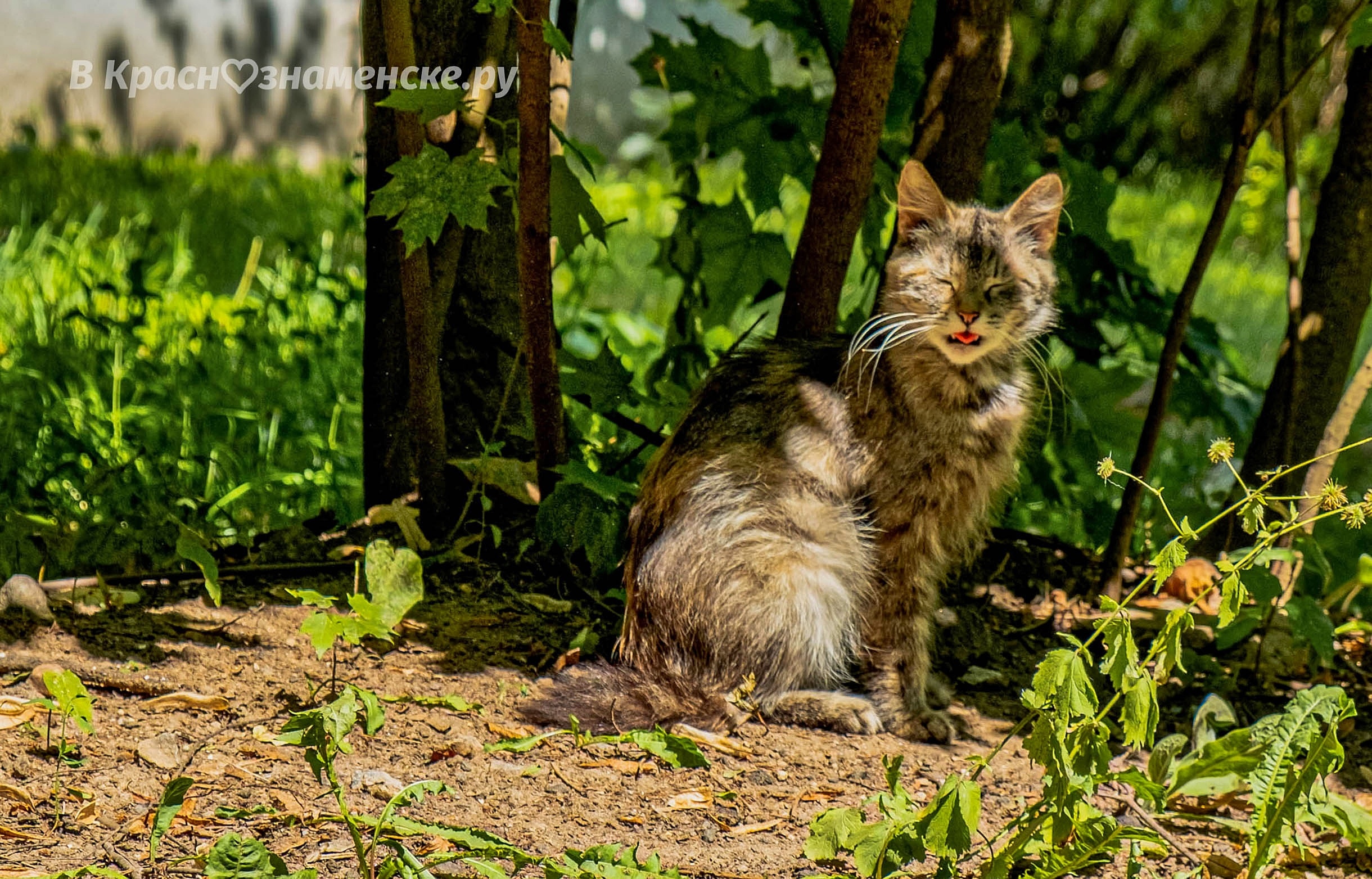 Усачи краснознаменских улиц