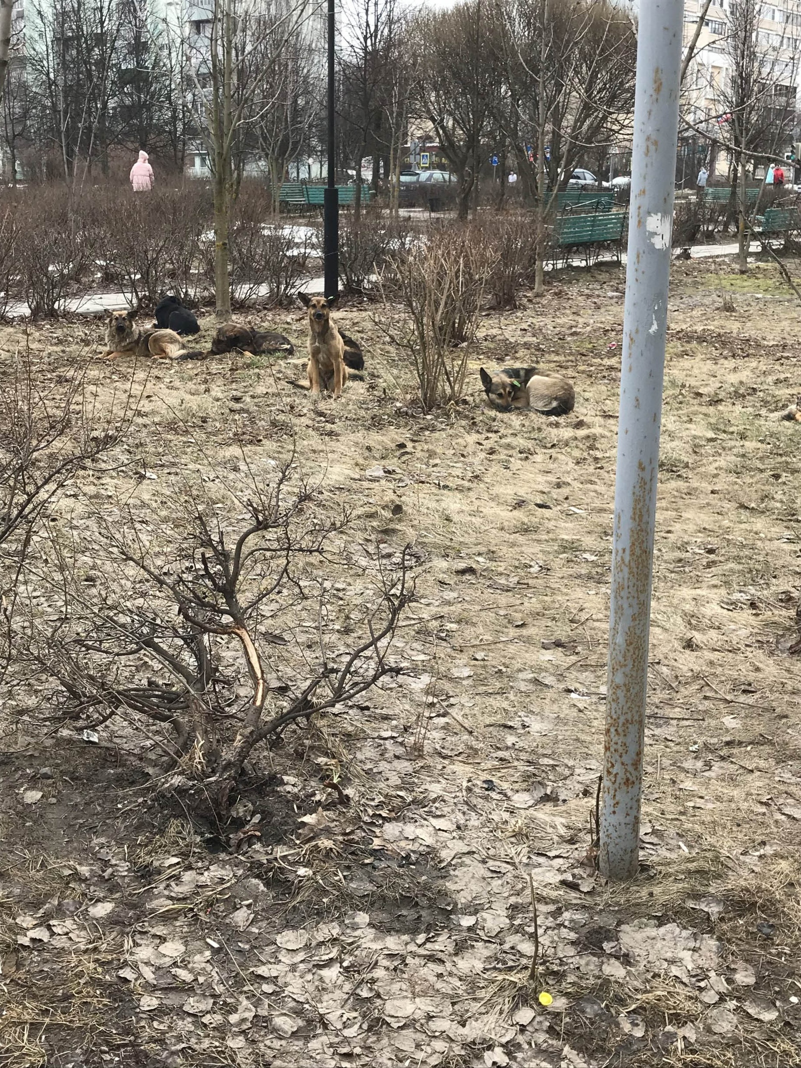 Сегодня напротив ул Победы д 6 кор 1 12.00 стая бродячих соб