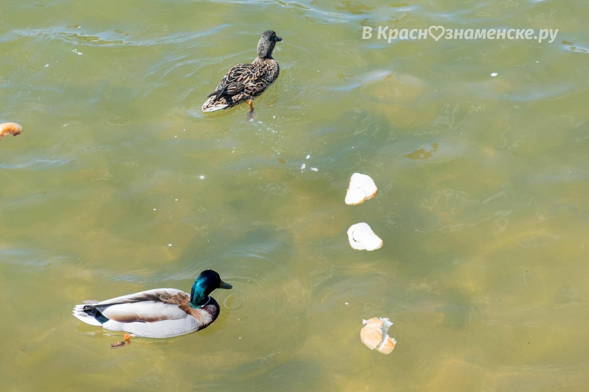 Фото 30740 — Краснознаменск