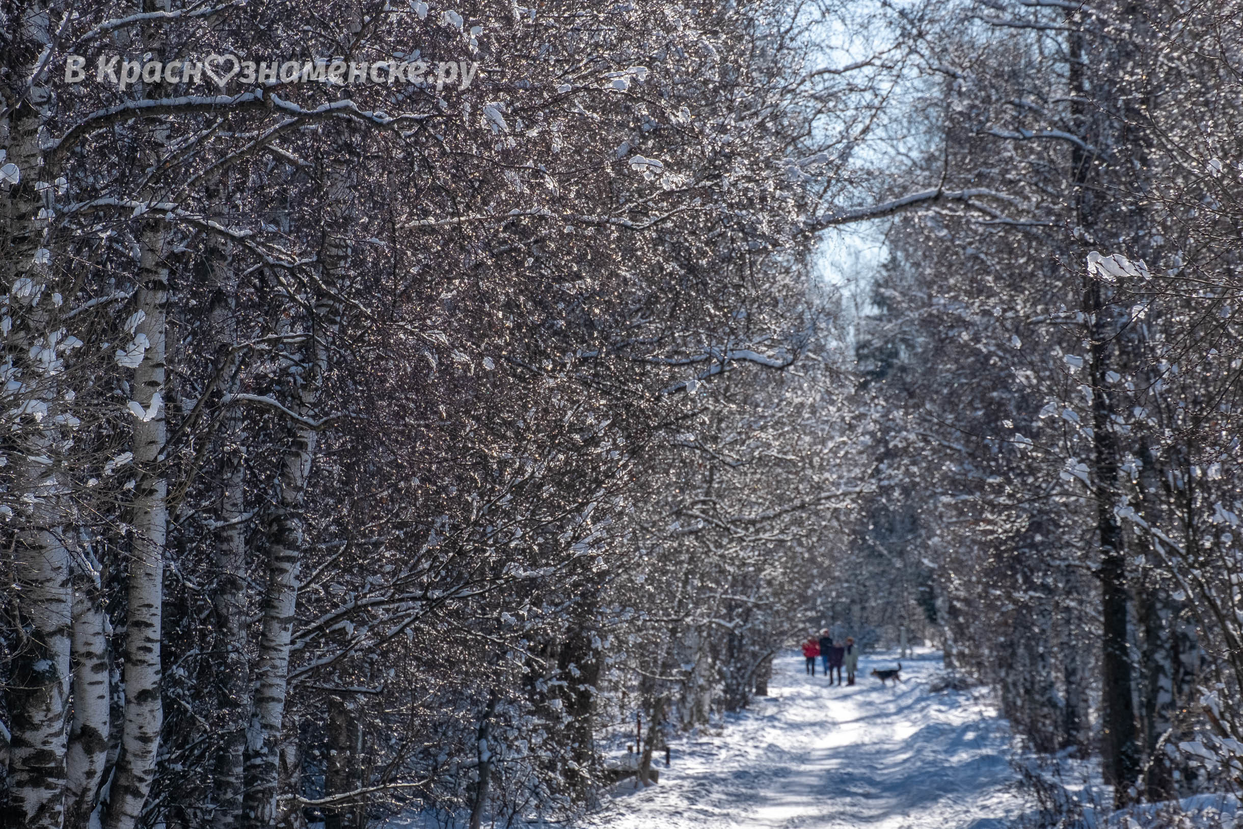 Доброе утро, Краснознаменск! Утром +1°... +2°, Пасмурно, Дав