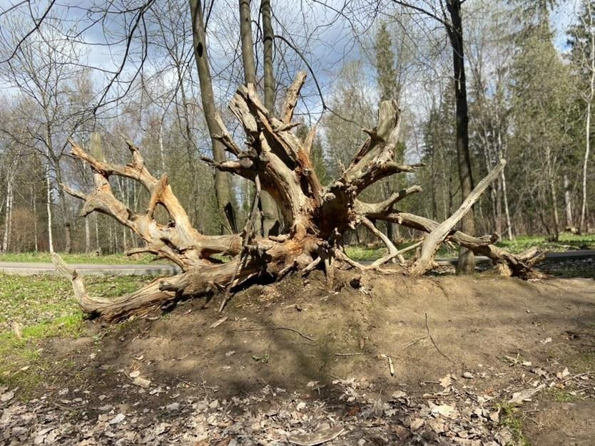 Утро в городском парке ???? sv.angel — Краснознаменск