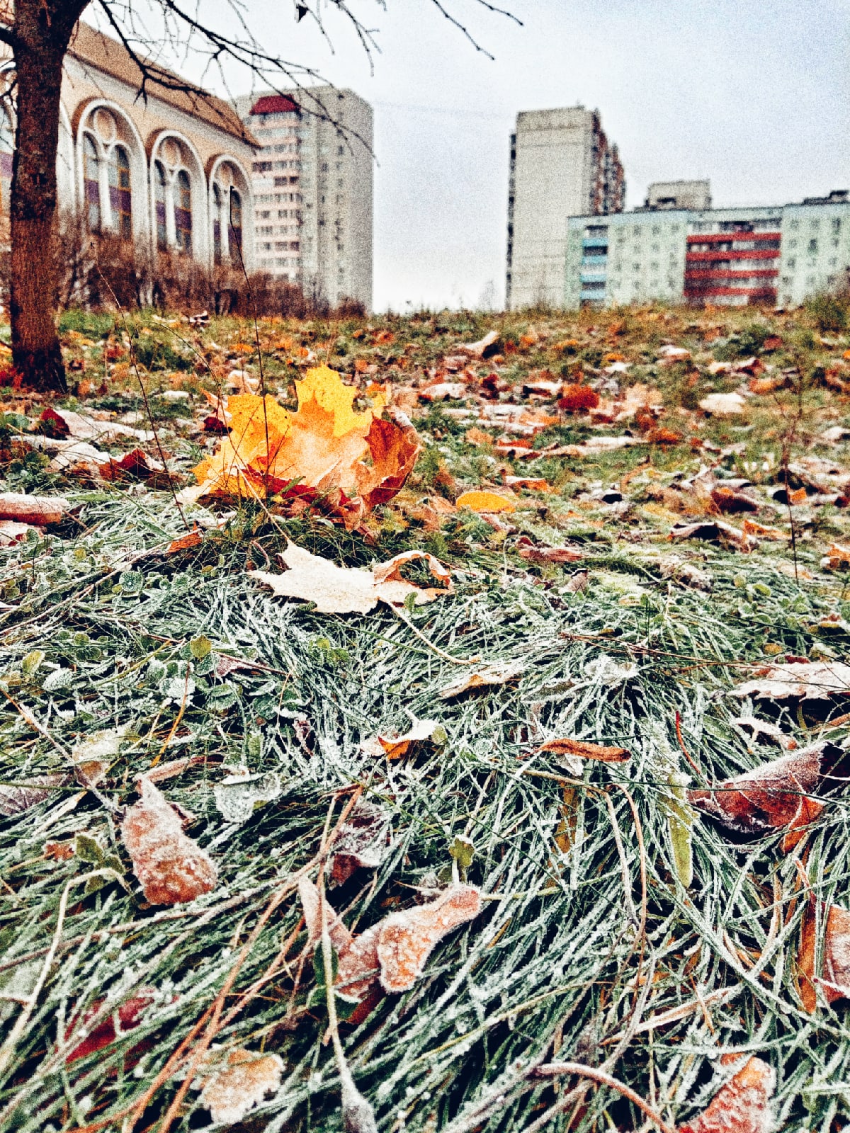 Морозное утро в Краснознаменске.  ???? Наталья Меняйлова