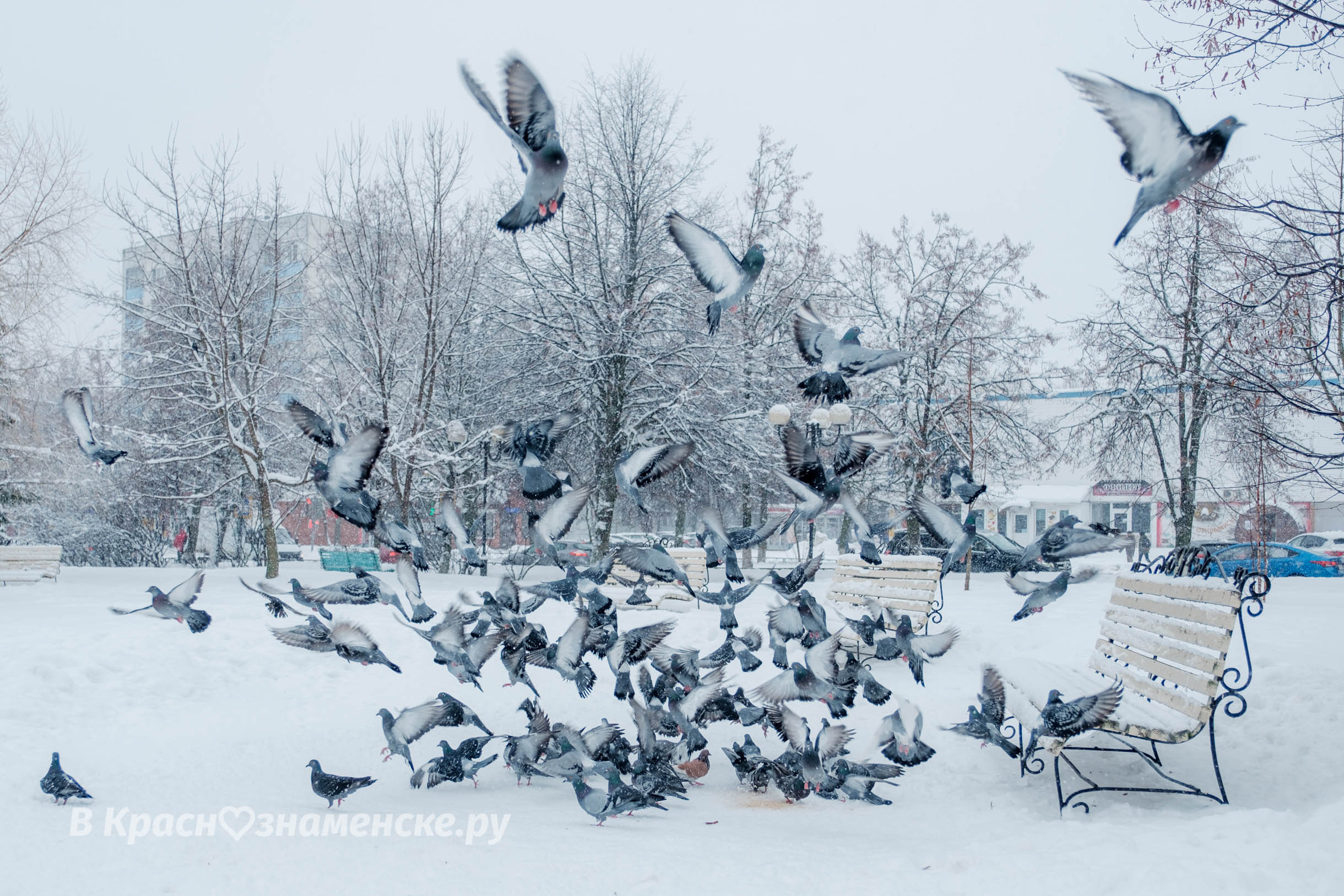 Доброе утро Краснознаменск ????