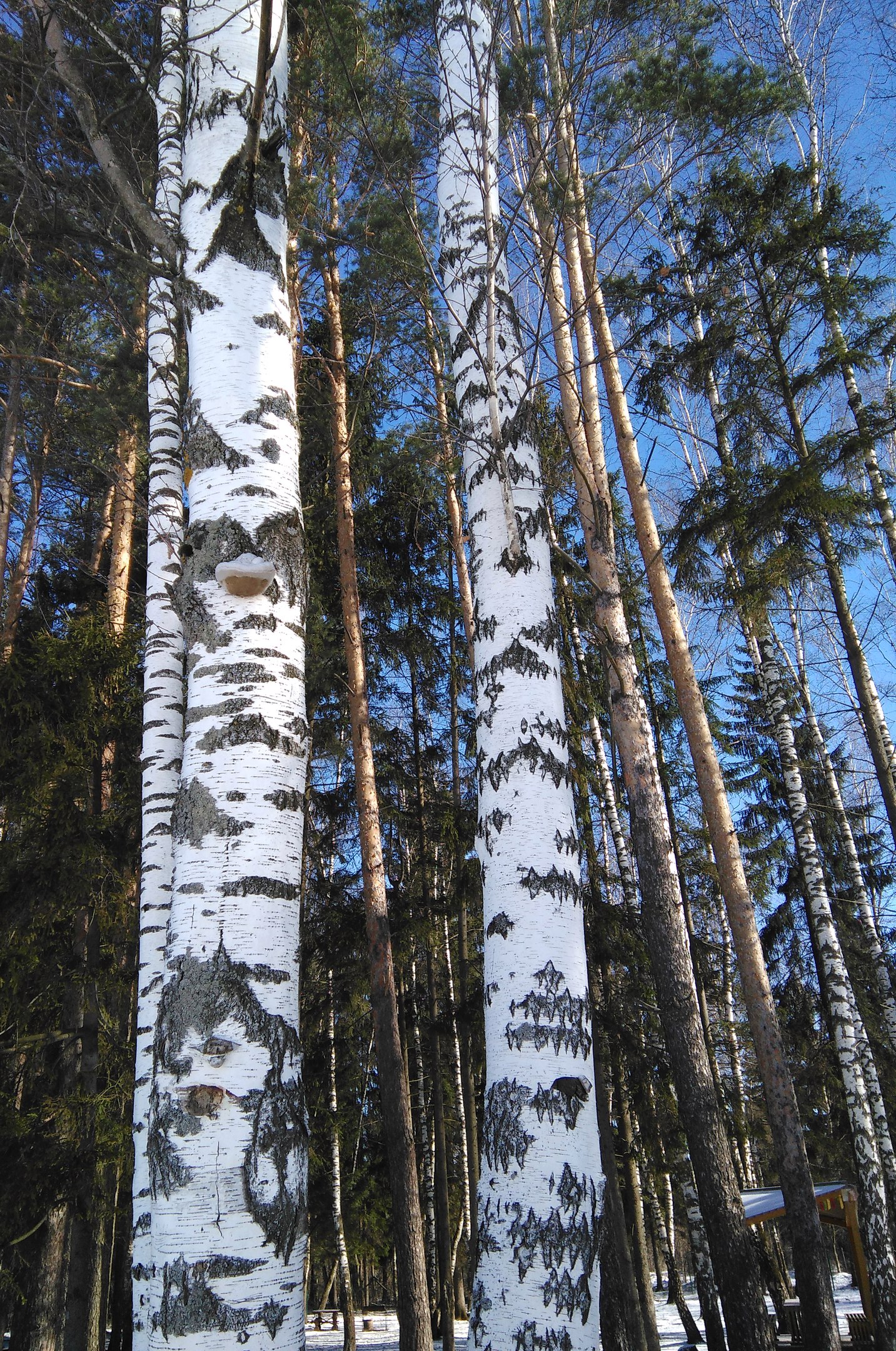 Весна в городе) — Краснознаменск