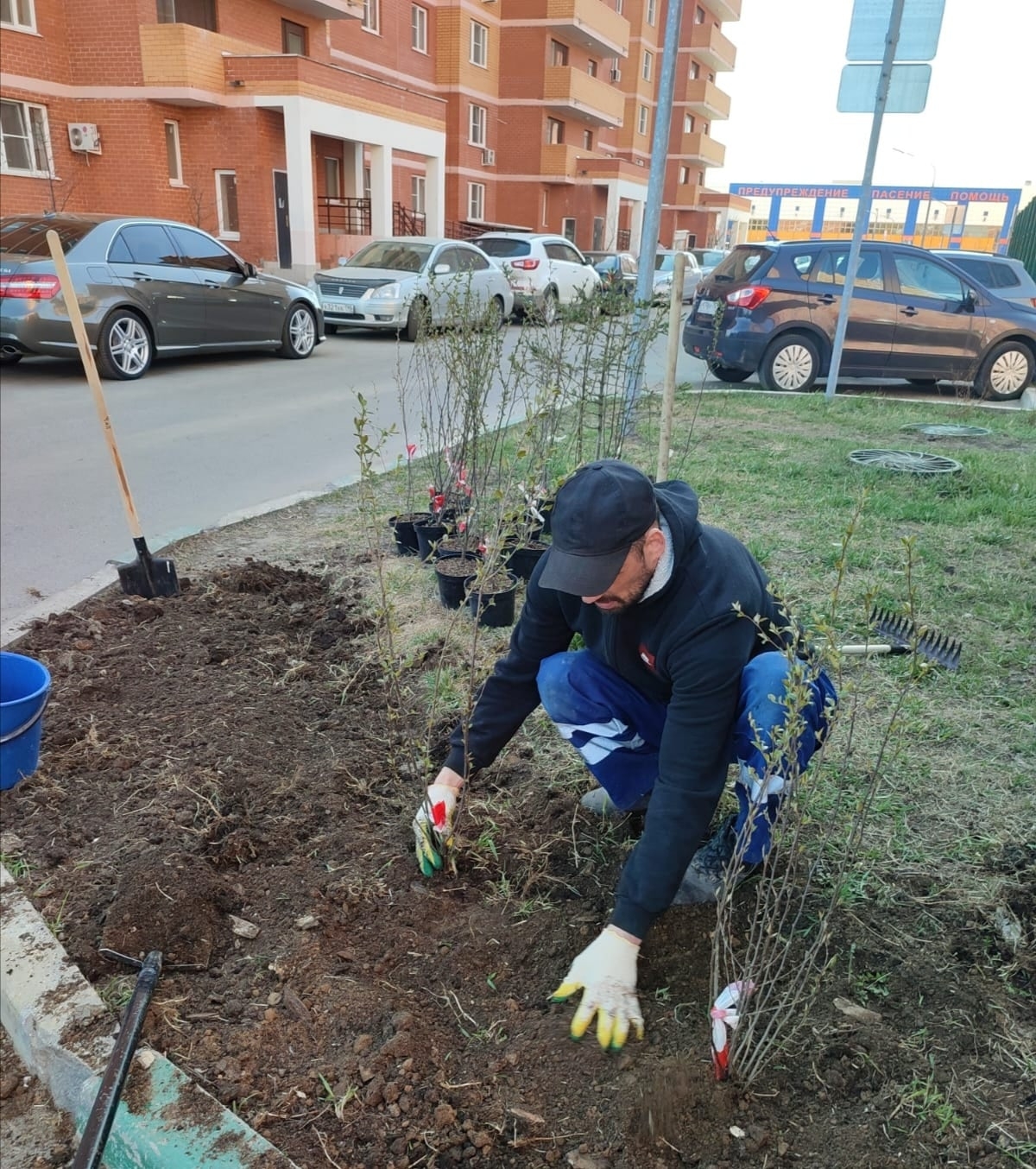 Сегодня были высажены 35 кустарников жителями дома, председа