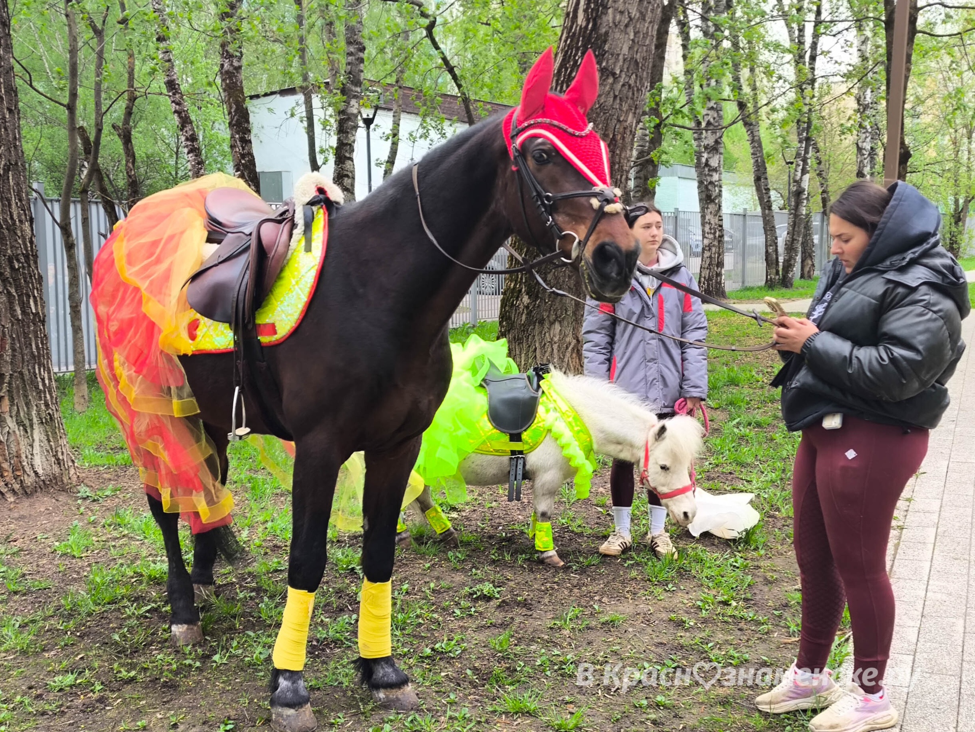 Катание на лошадях в Беличьем парке около центрального входа