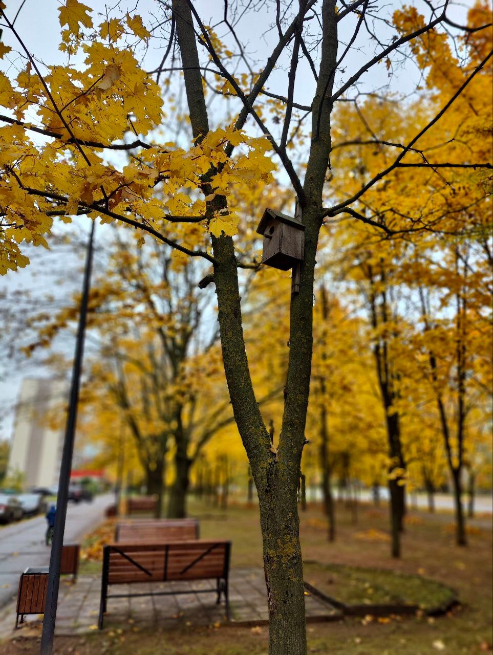 Красота краснознаменской осени ????  ⓒ Краснознаменск ???? Чат htt
