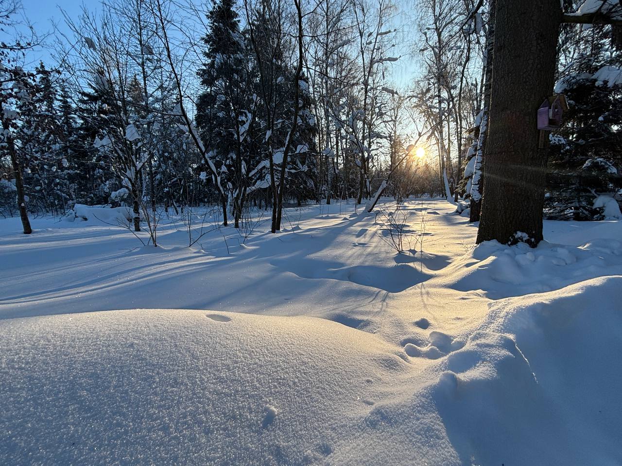 Морозное утро в Городском парке  © Парки Краснознаменска ???? t