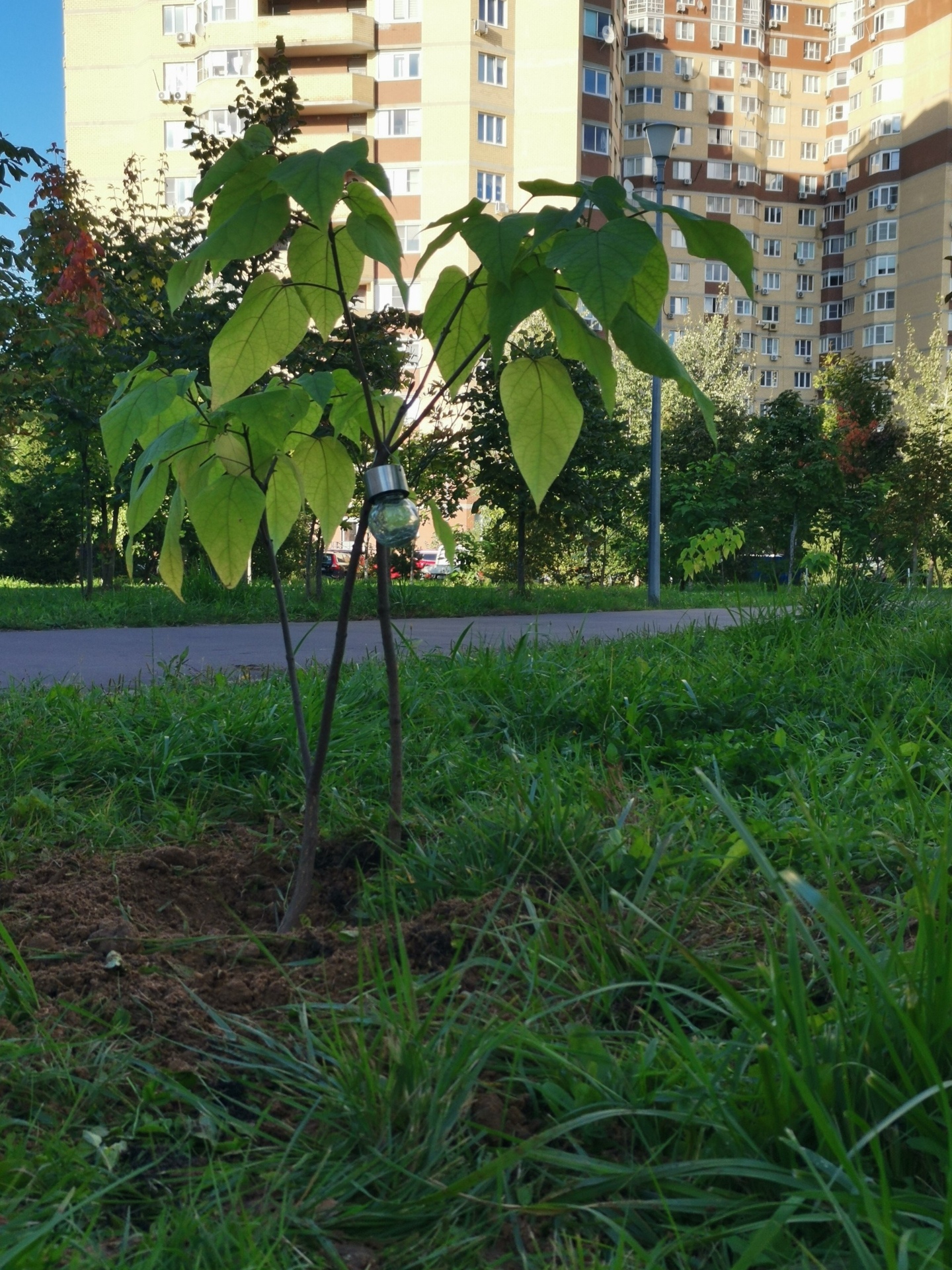 В Краснознаменске рядом с храмом Архангела Михаила были выса