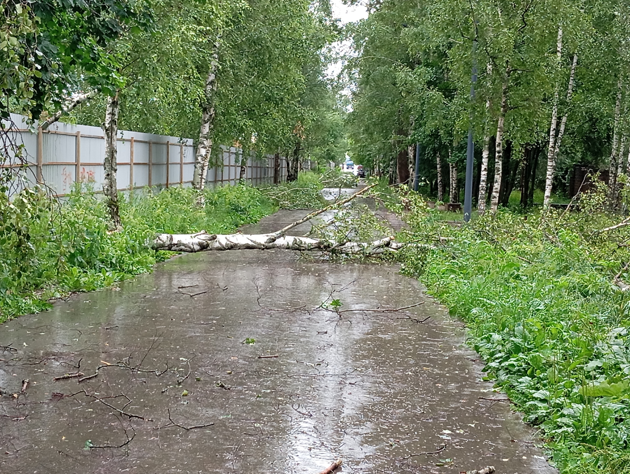 Пострадала Березовая аллея и беличий парк